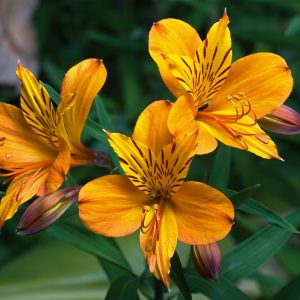 oranage alstroemeria