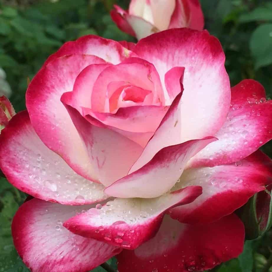 6 Fascinating Facts About Roses That You Probably Didn't Know