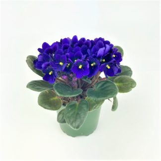 AFRICAN VIOLET - 4" POT  