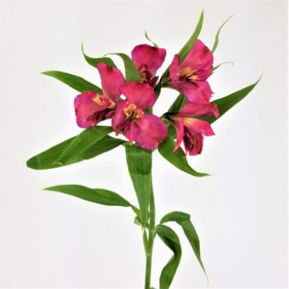 ALSTROEMERIA HOT PINK ALSTROEMERIA HOT PINK
