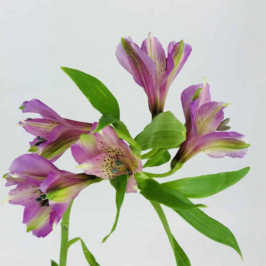 ALSTROEMERIA LIGHT PURPLE Wholesale Bulk Flowers Cascade Floral