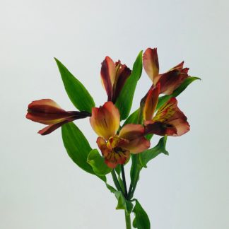 ALSTROEMERIA ORANGE  