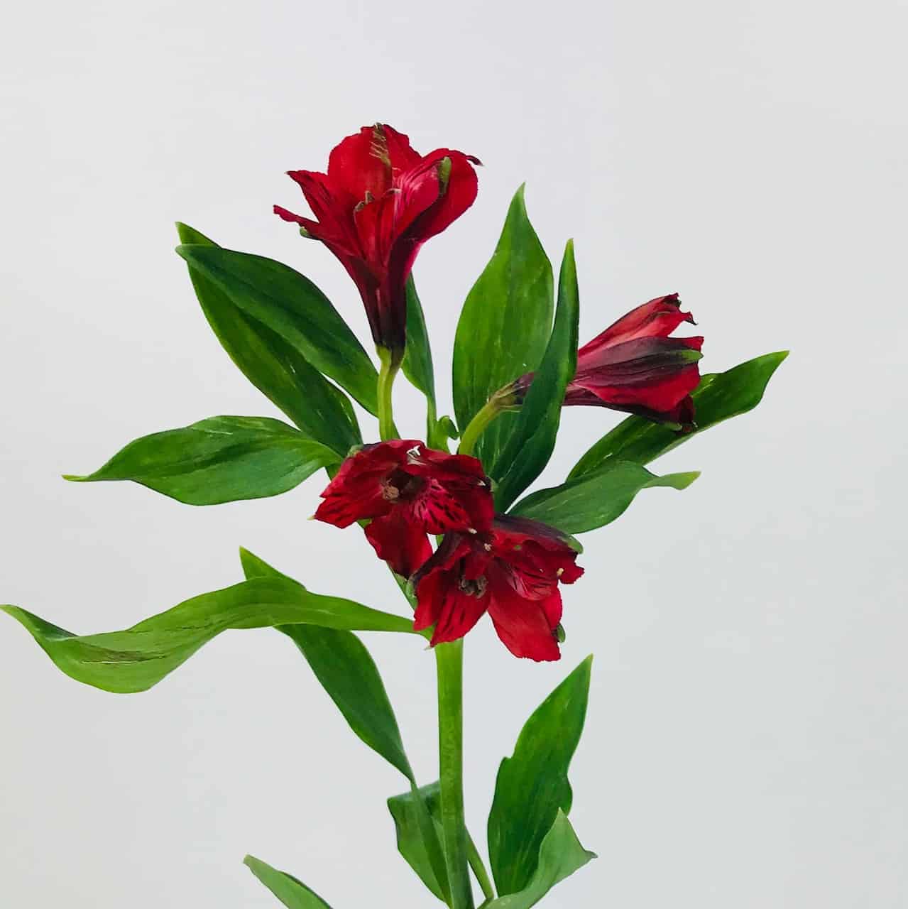 Alstroemeria Red - Wholesale Bulk Flowers - Cascade Floral