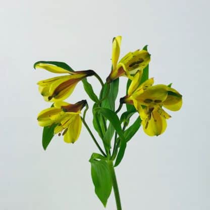 Alstroemeria Yellow  