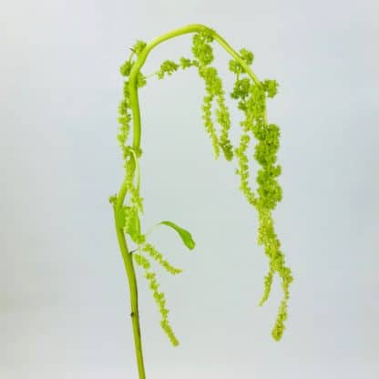 Amaranthus Green  