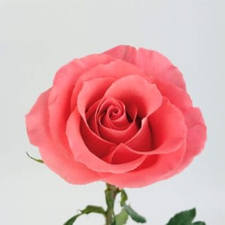 AMSTERDAM ROSE - 50CM  