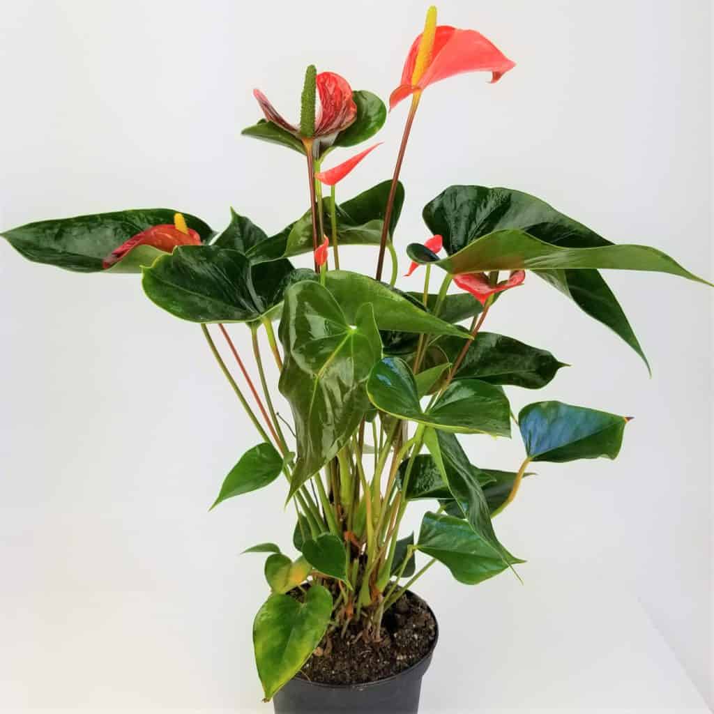 ANTHURIUM 4" POT Wholesale Bulk Flowers Cascade Floral