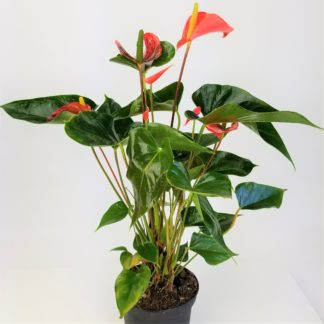 ANTHURIUM - 6" POT  