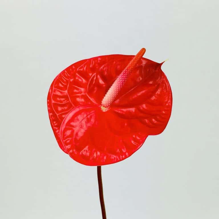Anthurium Red Wholesale Bulk Flowers Cascade Floral