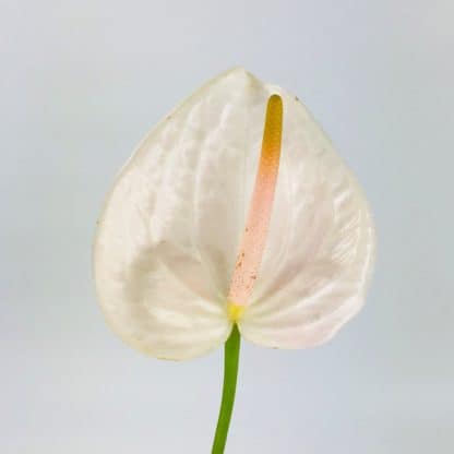 Anthurium White  
