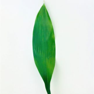 Aspidistra Green  