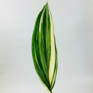 Aspidistra Variegated  