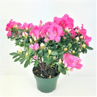 AZALEA PLANT - 6" POT  