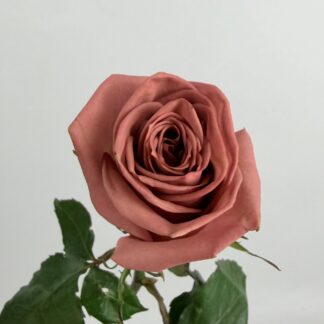 BARISTA ROSE BARISTA ROSE