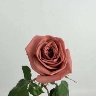 ROSE - BARISTA ROSE - BARISTA