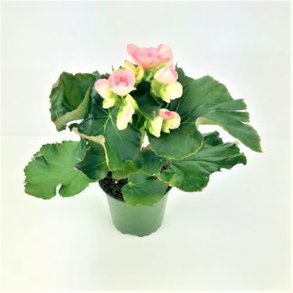 4" BEGONIA- RIEGER 4" BEGONIA- RIEGER