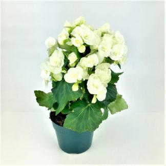 6" BEGONIA- RIEGER  