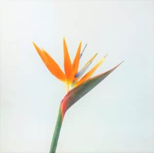 Bird of Paradise