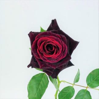 Black Bacarra Rose - 50CM  