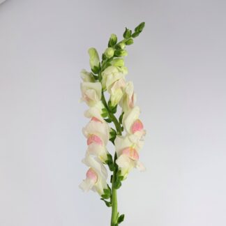 SNAPDRAGONS - BLUSH PINK  