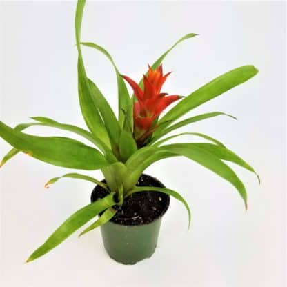 4" BROMELIAD  