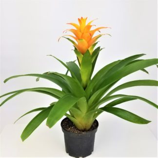 6" BROMELIAD  