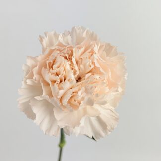 CARNATION - BRUT BLUSH CARNATION - BRUT BLUSH