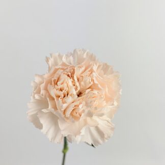 CARNATION - BRUT BLUSH  