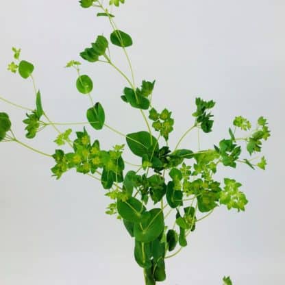 Bupleurum  