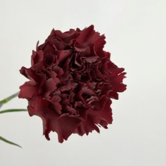 CARNATION - BURGUNDY  
