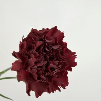 CARNATION BURGUNDY CARNATION BURGUNDY