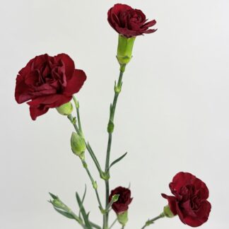 CARNATION MINI BURGUNDY CARNATION MINI BURGUNDY