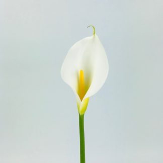 CALLA LILY JUMBO  