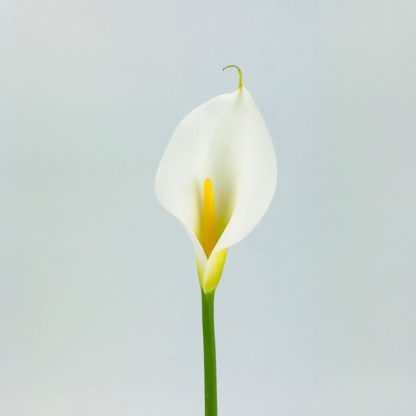 CALLA LILY JUMBO  