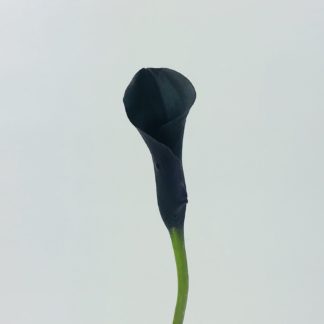 CALLA LILY MINI BLACK  