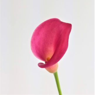 CALLA LILY MINI DARK PINK CALLA LILY MINI DARK PINK
