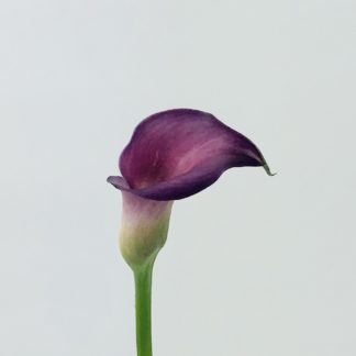 CALLA LILY MINI PURPLE  