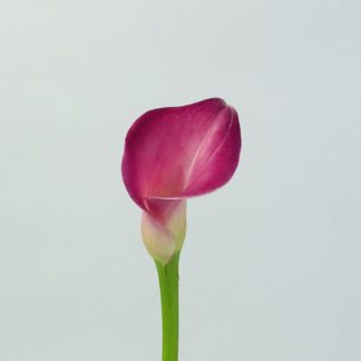 CALLA LILY MINI MAGENTA  