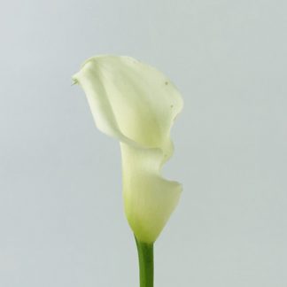 CALLA LILY MINI WHITE CALLA LILY MINI WHITE