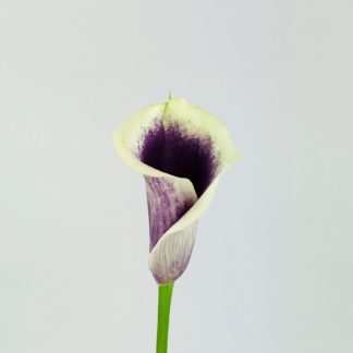 CALLA LILY MINI PICASSO  