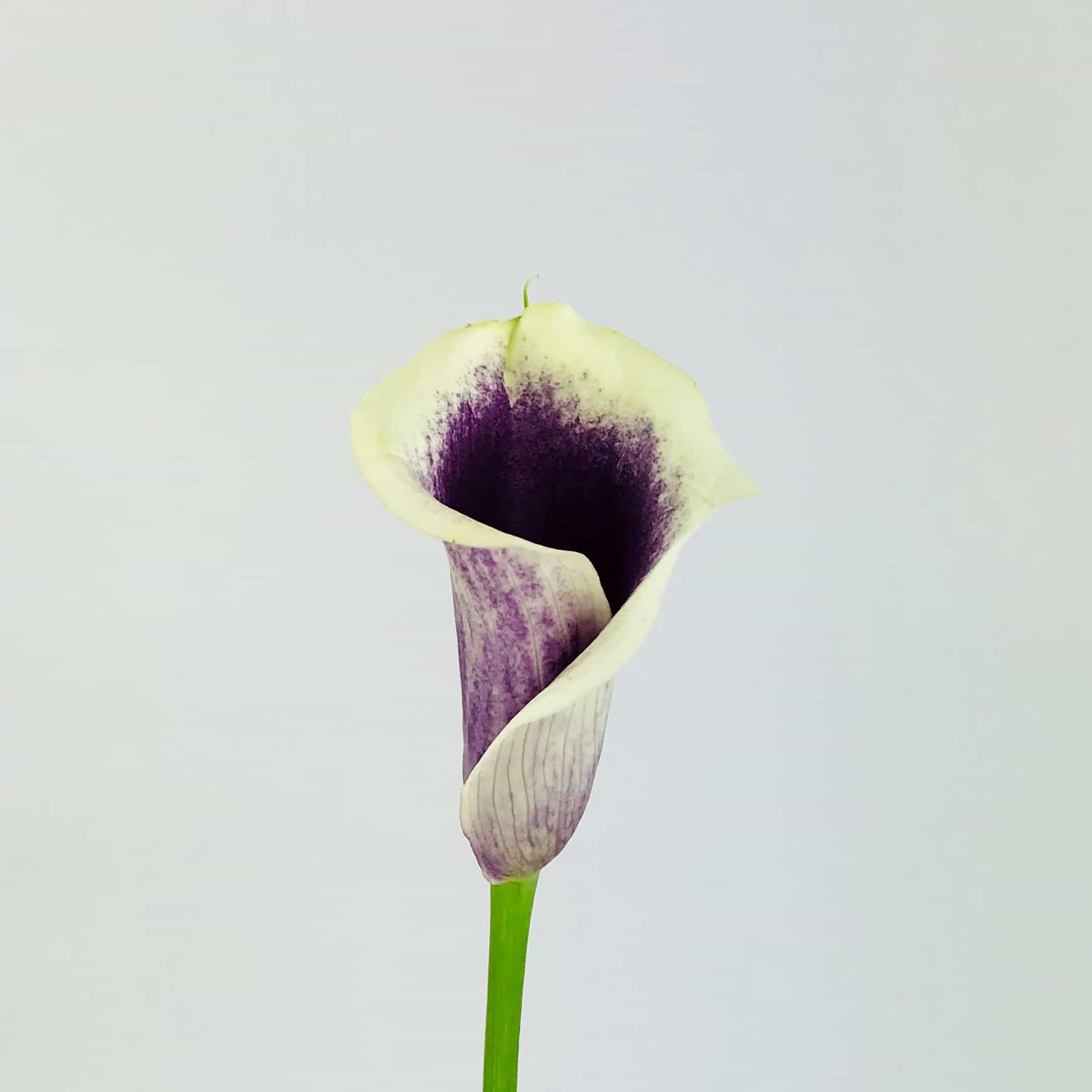 Picasso calla lily online