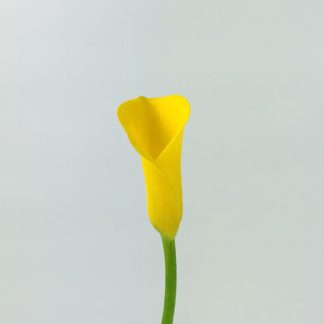 CALLA LILY MINI YELLOW  