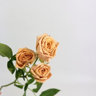 SPRAY ROSE- CAPPUCCINO SPRAY ROSE- CAPPUCCINO