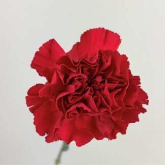 CARNATION - RED  