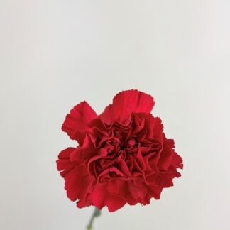 CARNATION RED  