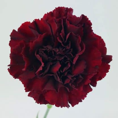 CARNATION BURGUNDY  