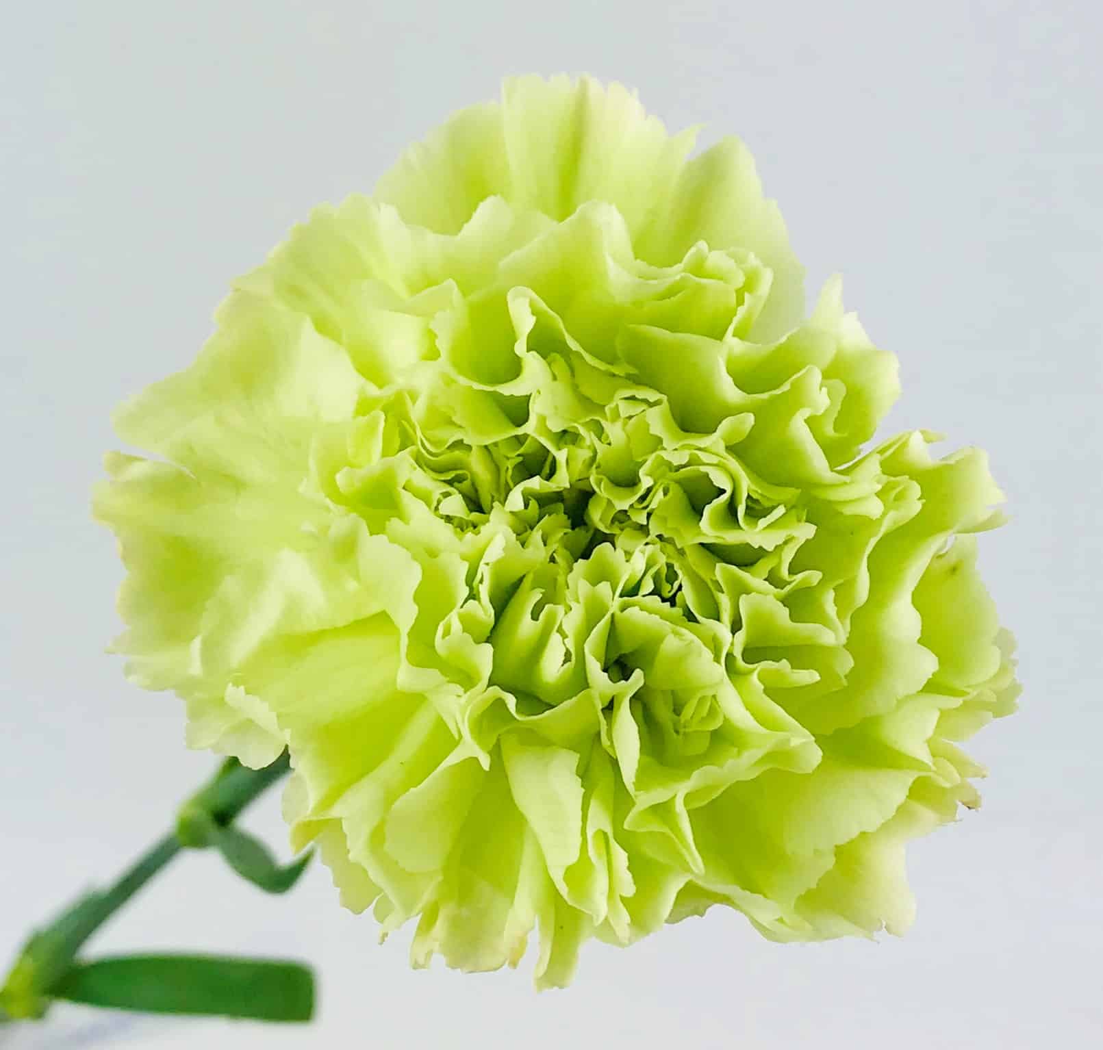 CARNATION GREEN