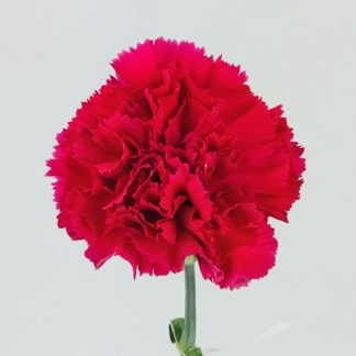 CARNATION HOT PINK  