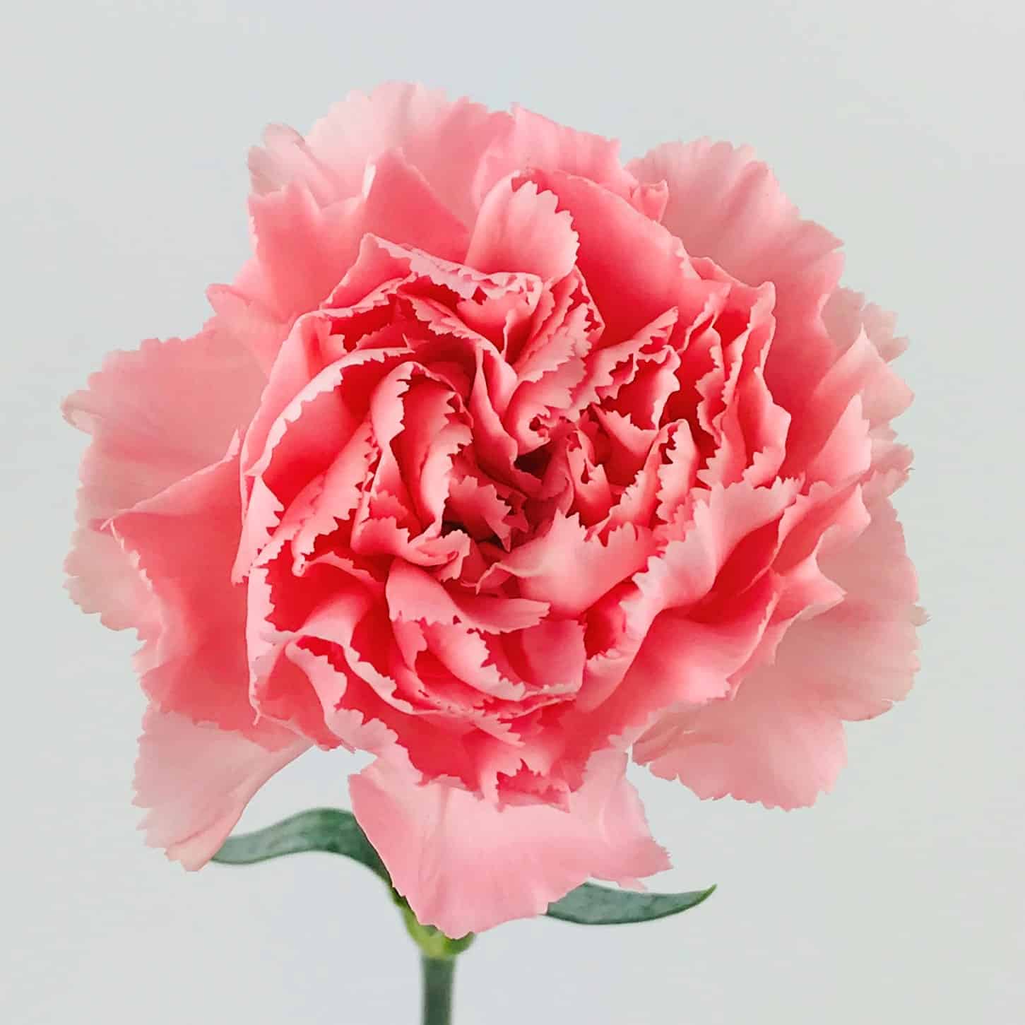 Buy Wholesale Pink Carnation Flowers in Bulk