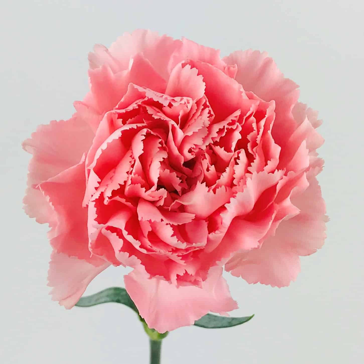 Light Pink Carnation Flowers buy bulk flowers- JR Roses